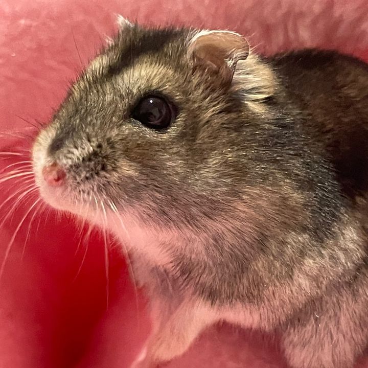 Summer’s Hamsters and Piggies