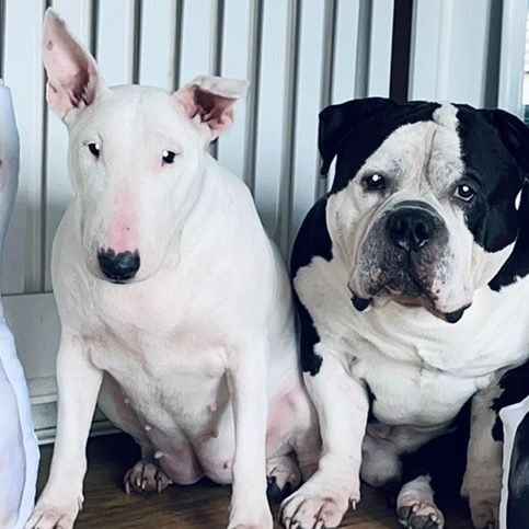 🐶 Luna And Bear 🐶