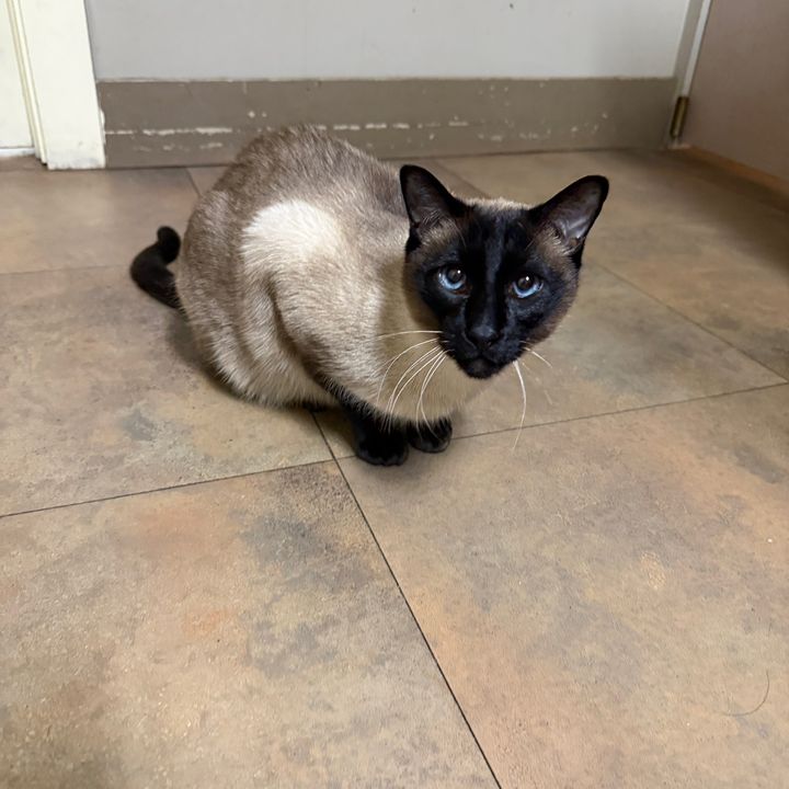kaya