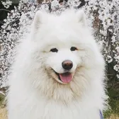 Enzo the Samoyed