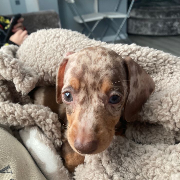 Coco princess 🐾💖🐾