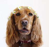 pawfect_penny