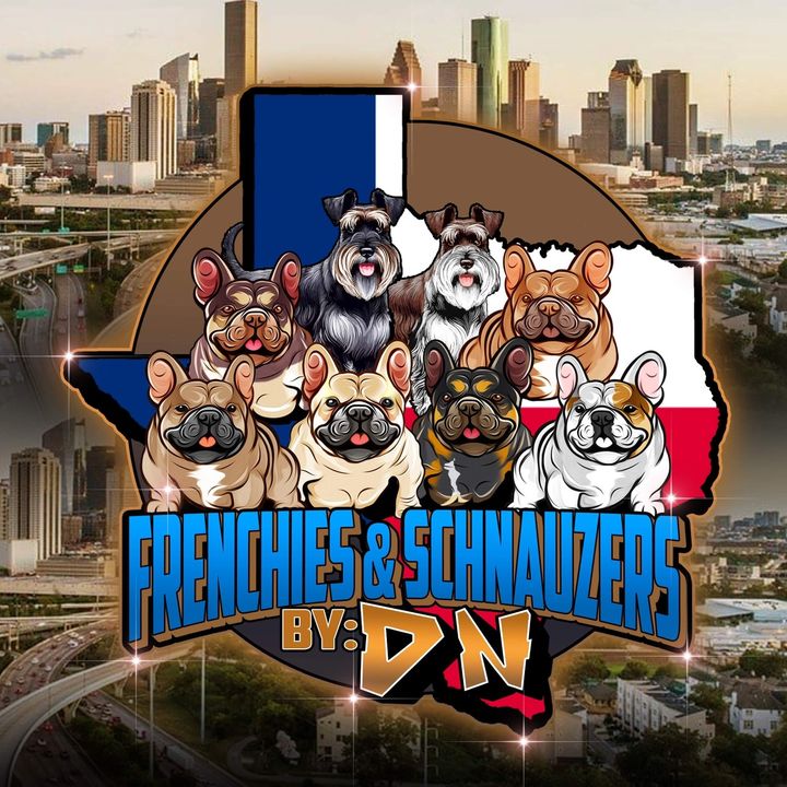 Frenchies & schnauzers by: DN