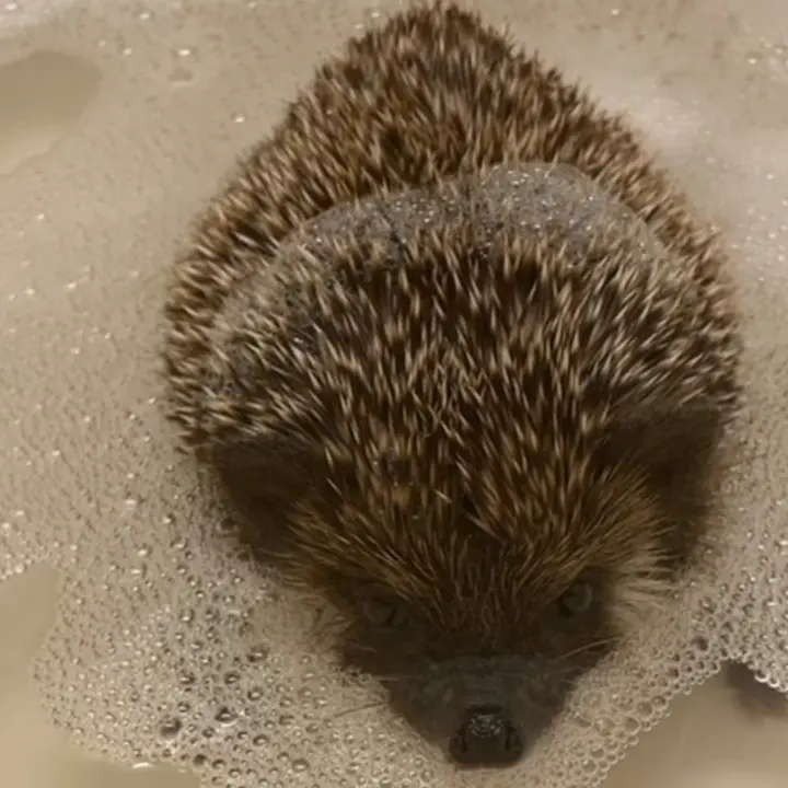Rolo the hedgehog