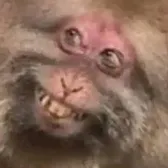 ᥫ᭡