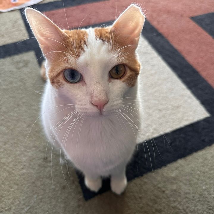 Adventures of Baby Kitty