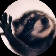 Raccoon