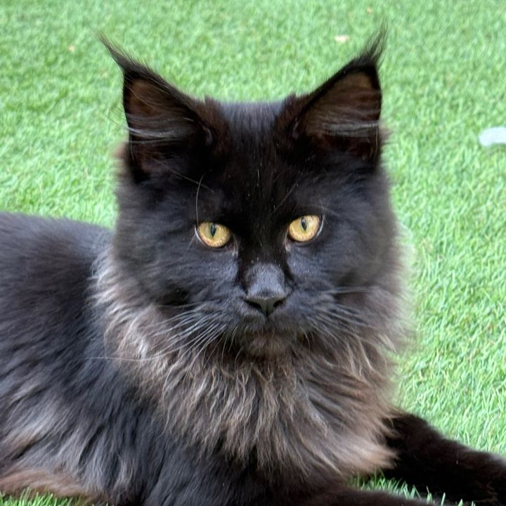 mainecoonbabycaz