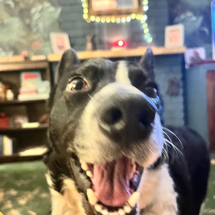 Henrybear the Border Collie
