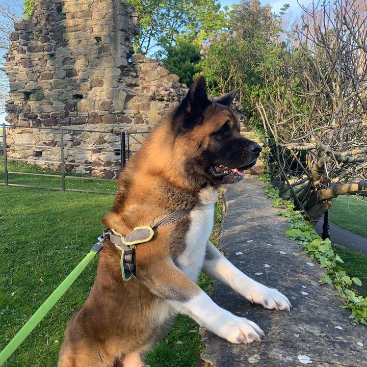 Bond The Akita