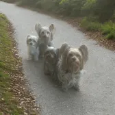 TheYorkiecrewbyjuice