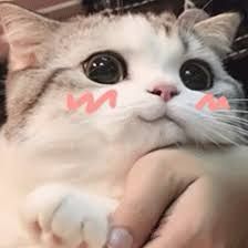 Kawaiii Kumiko
