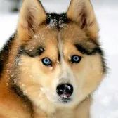 GonetotheSnowDogs