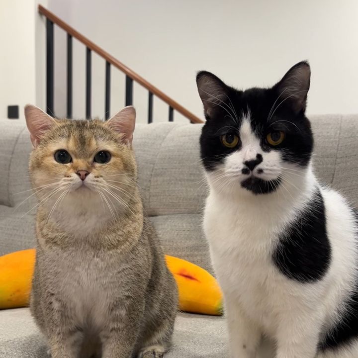 Oreo, Tebi & Sheni