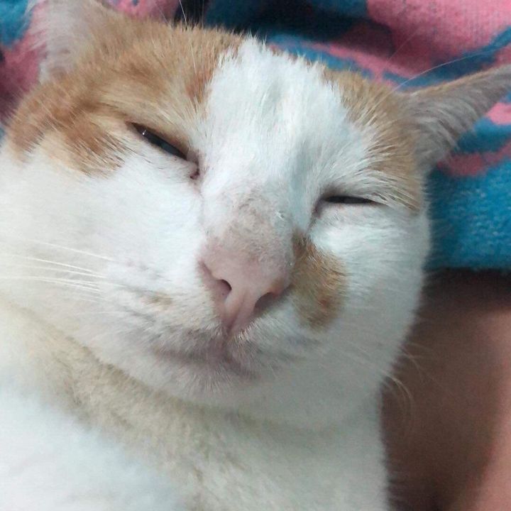 Cường dùng thử