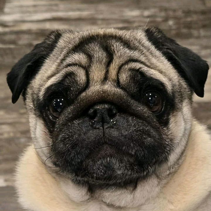 Miles the Pug & Mama ❌️
