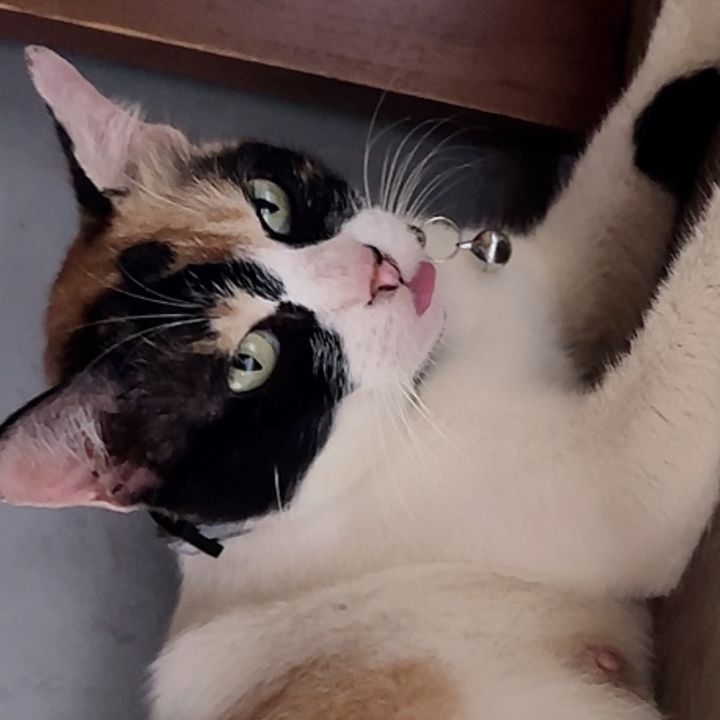 PrincessKucingLC