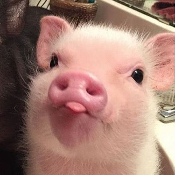 มุนหนัย🐽