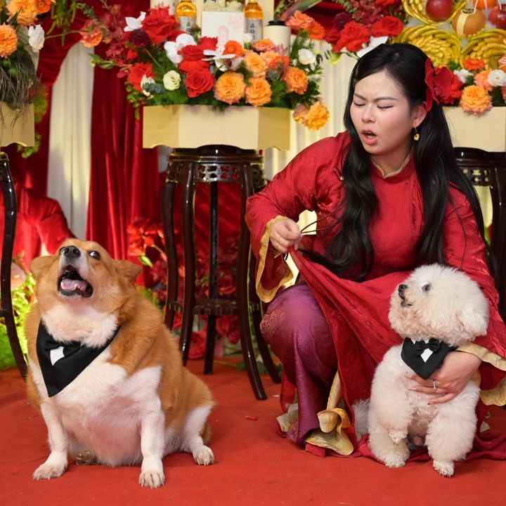 Linh đang nuôi Bão Tố