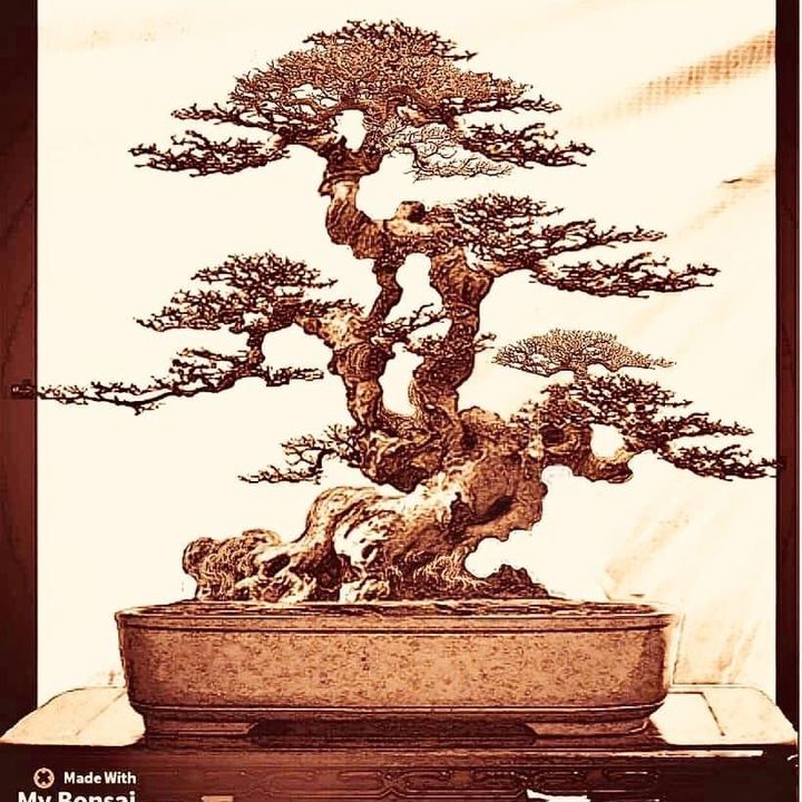 sanvuonbonsai