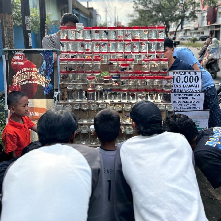 CUPANG HIAS CEMARA ASRI