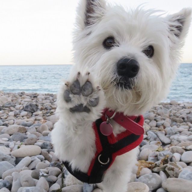 Louby the Westie