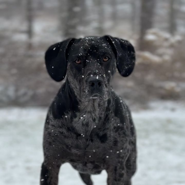 gemmathecatahoula