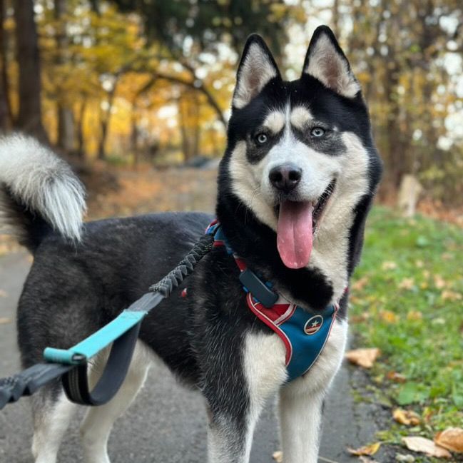 huskyfamily5