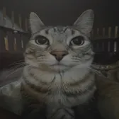 TC
