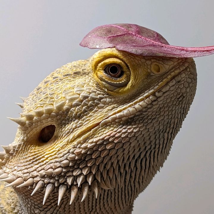 Keefers.house.of.reptiles