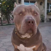 Clydethebully