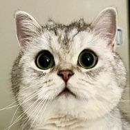 Ollie the Cat