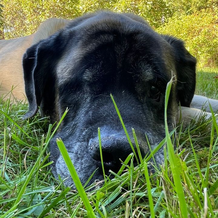 Homer_The_Mastiff