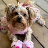 bambimyyorkie