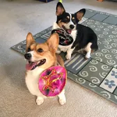 Oski & Callie