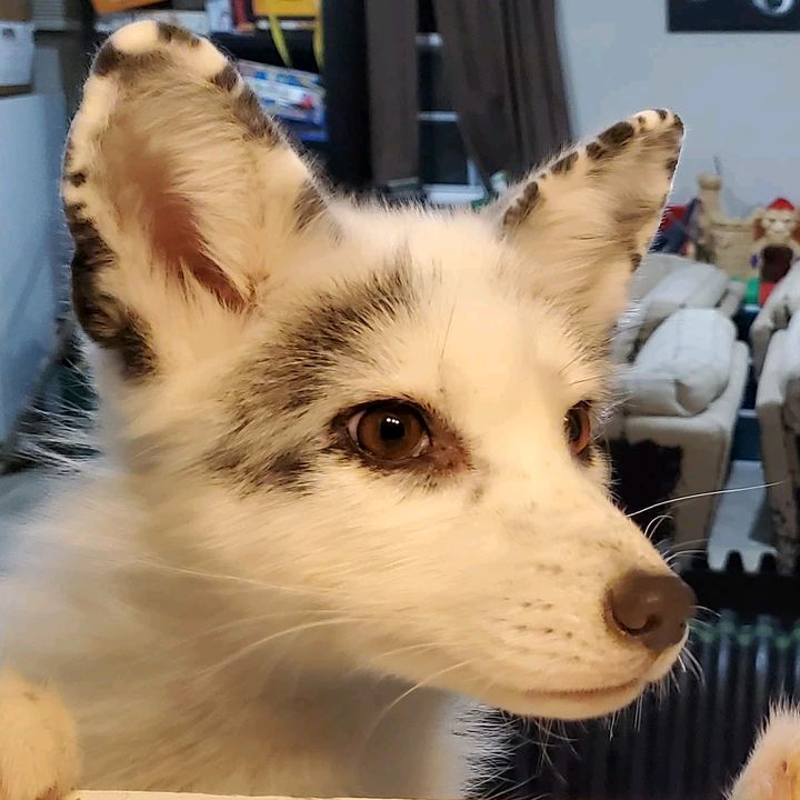 The White Red Fox®️