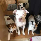Crazypittbullmom