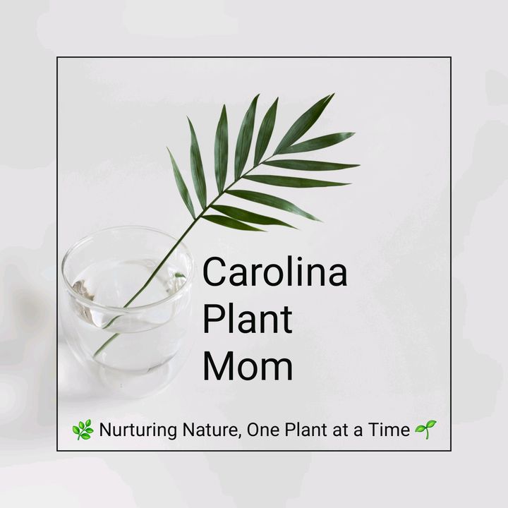 Carolina Plant Mom 🌱❤️🌿