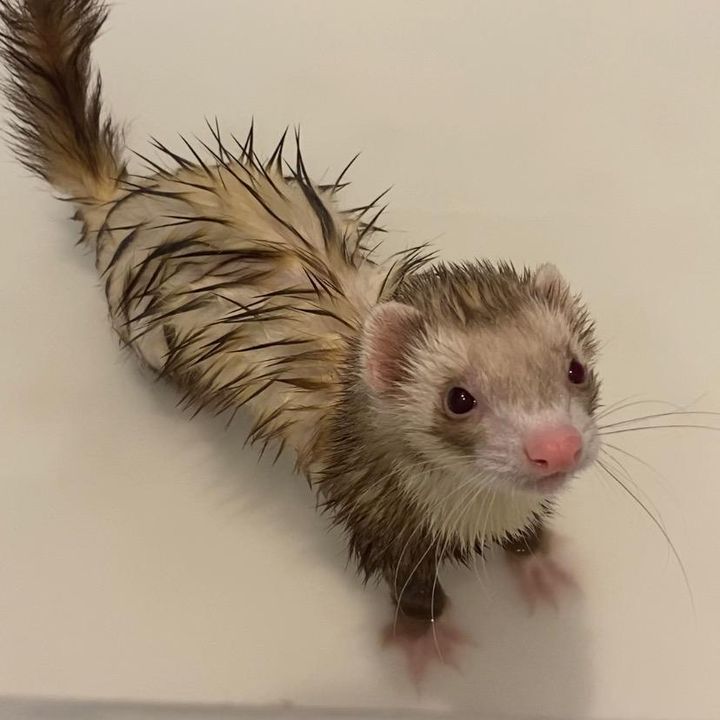 The Weasel Business