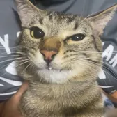 meow