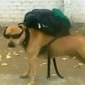moopieshopper