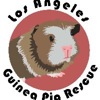 Saskia LA Guinea Pig Rescue