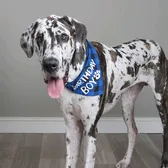 Cooper The Great Dane 🇺🇸