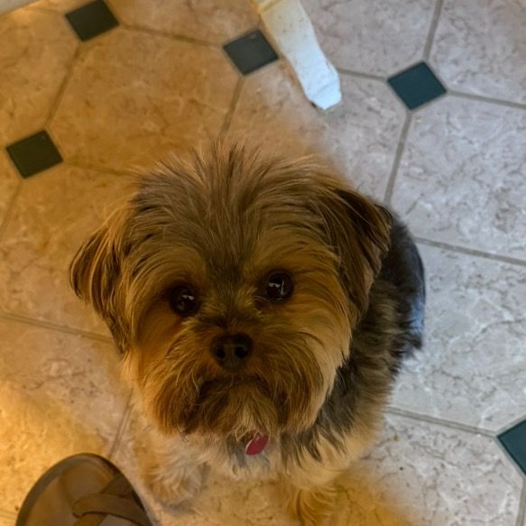 Sharonthedoggroomer