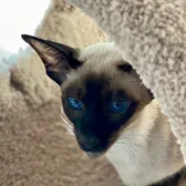 PurrfectlyAmazing