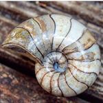 yorkshire.fossils