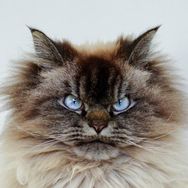 Merlin Ragdoll