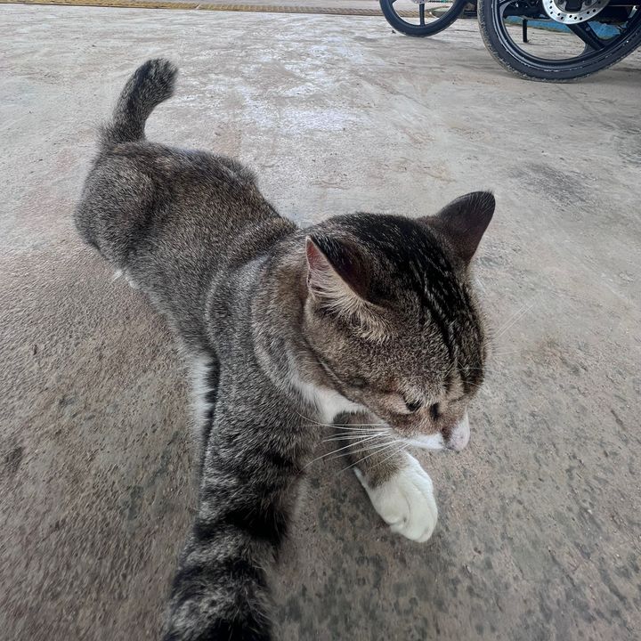 Pakcik Muda .