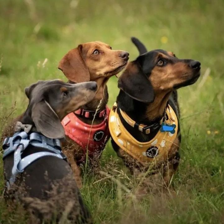 Tink, Pumba & Timon