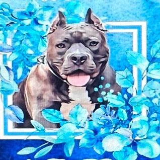 🐾🩵Picture_Perfect_Kodak🩵🐾